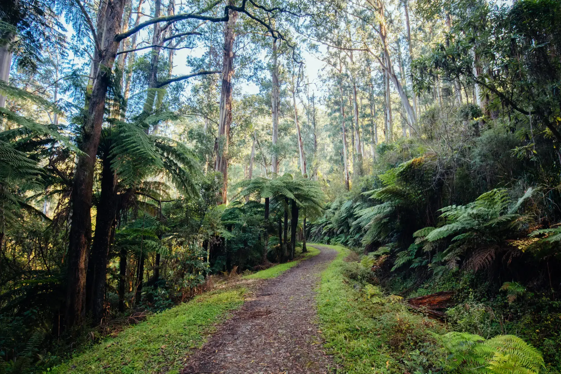 Dandenong Ranges - Image 2